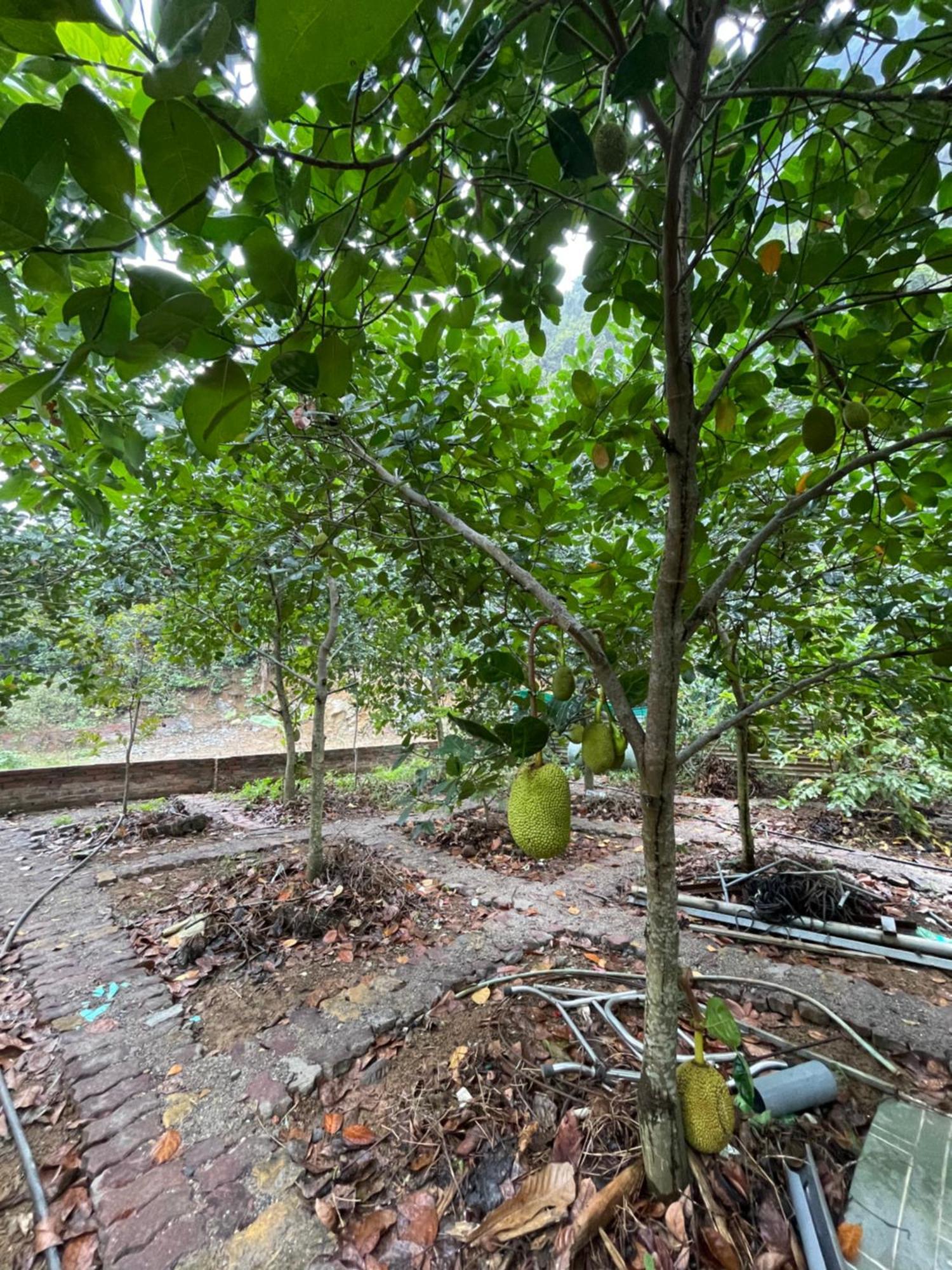 Cat Ba Countryside Homestay Dong Khe Sau Exteriér fotografie